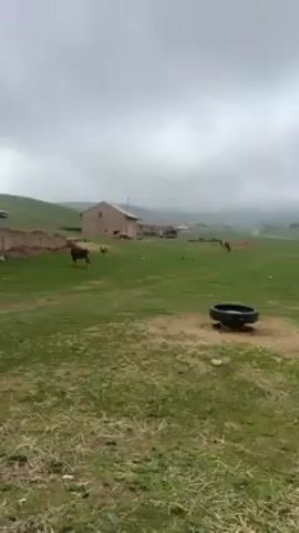 The video shows a rural scene with a green field, a few buildings, and livestock under a cloudy sky. A brown and white cow is grazing in the field, and there are chickens scattered around. There are houses in the background, and mountains can be seen in the distance, partially obscured by clouds. In the foreground, there is a black tire filled with water. The camera pans slightly to show more of the surrounding landscape.