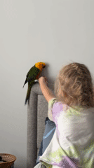 Child interacts with pet birds in Khimki bedroom