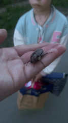 Person holds beetle near apple blossoms in Votkinsk