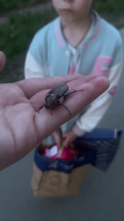 Person holds beetle near apple blossoms in Votkinsk