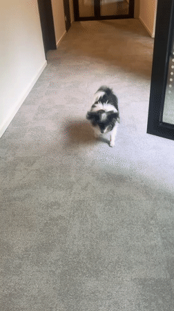 Dog-friendly Berlin office with a conference room and branded lobby