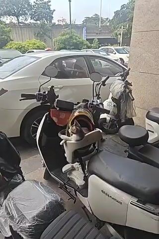 A tabby and white kitten is seated in a child's scooter seat attached to the front of a scooter. The kitten is looking to the left with its front paws crossed. The scooter is parked next to a white car and another scooter.