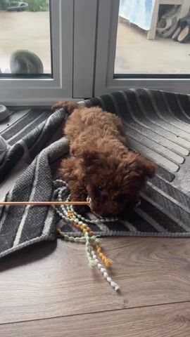 A small, brown, fluffy puppy lies on a striped rug near a window, chewing on a colorful rope toy attached to an orange stick. Beside the rug are several pairs of slippers or shoes, including pink and blue pairs. The puppy is lying down, focused on the rope, with its head near the edge of the rug. The background shows a view of the outdoors through the window.