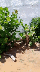 Resort documentation captured at Playa El Agua Venezuela
