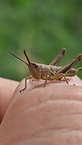 A close-up, side-view shot shows a grasshopper on a person's finger. The grasshopper is light brown with darker brown markings and has long antennae and prominent hind legs. The person's finger is smooth and pinkish-tan. The background is blurred green, suggesting foliage. The grasshopper remains still throughout the short video.