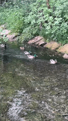 Mallards wading through a clear rocky stream in Kazan