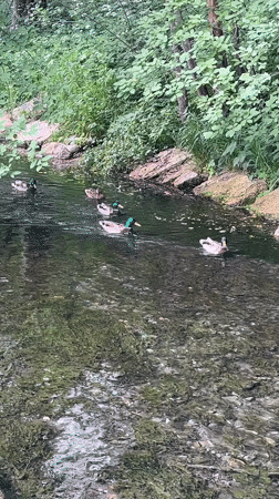 Mallards wading through a clear rocky stream in Kazan