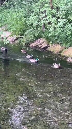 Mallards wading through a clear rocky stream in Kazan