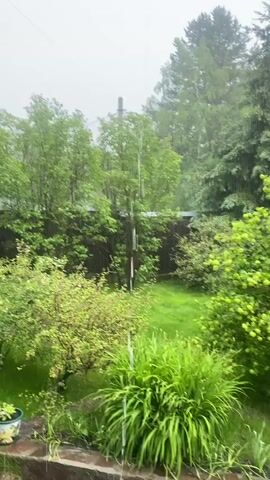 The video shows a backyard with lush green grass and trees. It is raining, with visible raindrops falling. A wooden fence runs along the back of the yard, separating it from neighboring properties. Various plants and bushes are scattered throughout the yard, some with small green fruits. In the foreground, there is a paved patio area and a few potted plants. To the right, a pink van is parked in what appears to be a driveway. The sky is overcast, indicating rainy weather. The scene is peaceful and tranquil, despite the rain.