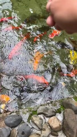 The video is an overhead shot of a koi pond. There are many koi fish swimming in the water. The fish are of various colors including orange, yellow, white, and black. The water is murky and there are ripples on the surface. Some of the fish are close to the edge of the pond, which is lined with rocks and moss. It appears to be daytime.