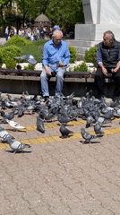 Men feed pigeons in Subotica park during spring morning