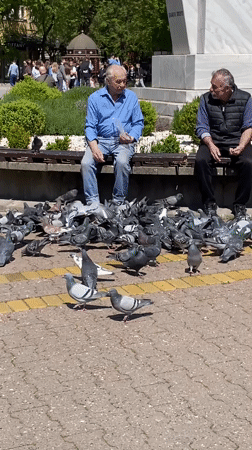 Men feed pigeons in Subotica park during spring morning