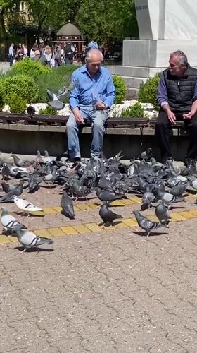 Men feed pigeons in Subotica park during spring morning