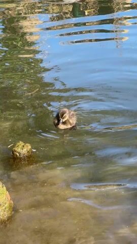 The video shows a small duckling swimming in shallow water near the edge of a pond or lake. The duckling is brown and black with a yellow bill. It swims around small, moss-covered rocks. The water reflects the sky and trees. Bird sounds can be heard.