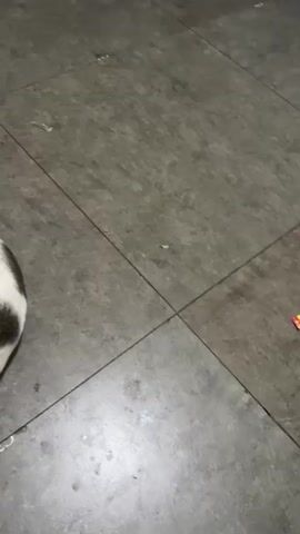 The video shows a white cat with dark markings grooming itself on a tiled floor. The cat is lying on its side and is licking its hind leg. The camera angle is from above and to the side, focusing on the cat's body. The lighting is dim, and the background consists of grey tiles.