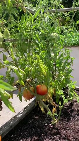 The video shows a close-up of a tomato plant with several developing tomatoes, some green and some starting to ripen to red and orange. The plant is in a raised garden bed filled with dark soil. The tomato plant is supported by wooden stakes and twine. In the background, there are more tomato plants and some greenery. The overall impression is of a healthy, growing vegetable garden on a sunny day.