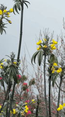 Morning hikers trek misty Nepal mountain trails amid blooming flowers