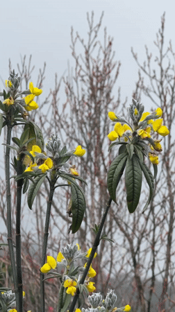 Morning hikers trek misty Nepal mountain trails amid blooming flowers