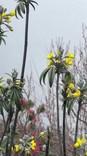 Morning hikers trek misty Nepal mountain trails amid blooming flowers