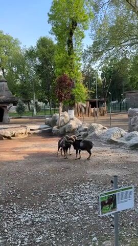 The video captures three rams with large, curved horns in an outdoor enclosure, likely at a zoo. The ground is a mix of dirt and gravel, with artificial rock formations and natural trees providing a backdrop. In the beginning, the shot is wider, showing the full enclosure with trees and a fence in the distance. A sign featuring an image of a ram and some text is visible in the bottom right foreground, though the text is illegible. The camera then zooms in on the three rams. Two of the rams are standing head-to-head, seemingly interacting or resting, while the third ram stands slightly behind them, looking towards the camera. The scene appears to be set on a clear, sunny day, possibly in the morning or late afternoon, as suggested by the natural light and shadows. The animals appear calm within their habitat.