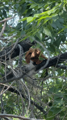 Squirrel grooming session captured in Bishkek tree
