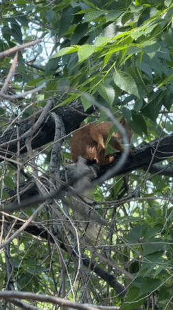 Squirrel grooming session captured in Bishkek tree