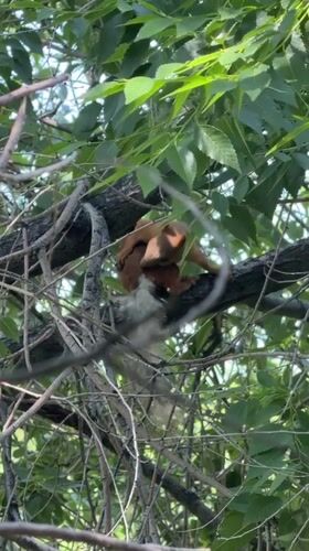 Squirrel grooming session captured in Bishkek tree