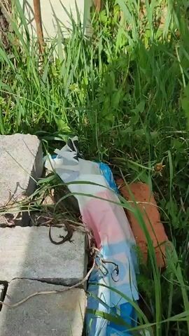 The video shows a small, brown lizard perched on a grey concrete brick. It's positioned near some garbage, which includes a plastic bag, and surrounded by green grass. The lizard's tail is curled tightly against its body. The camera zooms in to get a closer view of the lizard.