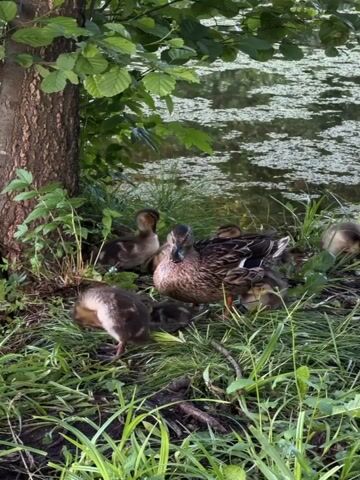 A mother duck and her ducklings are gathered on the grassy bank of a pond. The mother duck is brown and speckled, with a dark eye stripe. The ducklings are fluffy and brown with darker markings. They are huddled close to their mother, some nestled beneath her. The pond is covered in green algae, and there are trees and foliage surrounding the area. The scene appears peaceful and natural.