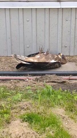 A bird lies on its back with its legs in the air in front of a corrugated metal wall. The bird is brown and white with large wings spread out. A black pipe runs horizontally in front of the bird, and green grass is visible in the foreground.