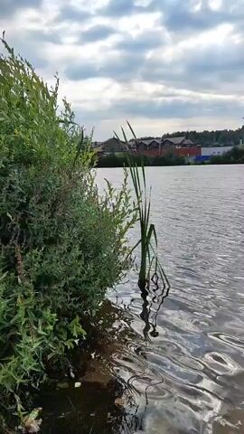 The video shows a body of water with ripples on the surface. On the left bank, there is dense green vegetation. In the water, a few tall reeds grow. In the background, there are buildings, trees, and a large industrial structure that resembles a bridge or a conveyor system. The sky is overcast with clouds. The camera is positioned low, near the water's edge, and pans slowly to the right. There are no people visible.