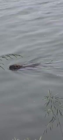 A nutria swims in a body of water. The nutria is partially submerged, with its head and a portion of its back visible. It is swimming from left to right across the frame. Tall grass grows along the edge of the water in the foreground, with some of the blades of grass crossing over the nutria. The water is calm and appears to be a dull gray color. The lighting is overcast.