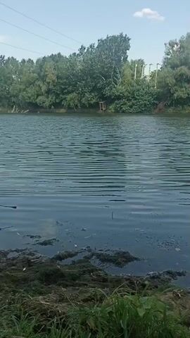 A video shows a body of water with a tree line and a blue sky with a single white cloud in the background. The water is calm with ripples across its surface. Along the bank in the foreground, there is some green vegetation and dark, murky debris. There is a wooden structure on the opposite bank, partially obscured by trees. There are no people or animals visible in the video.