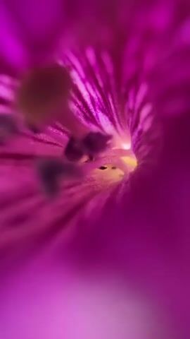 This video is a macro shot looking down into the center of a purple petunia flower. The petals are a vibrant magenta, with darker purple veins radiating inwards towards the center. The pistil and stamens are visible in the center, appearing fuzzy and yellow with dark specks. The lighting is dim and natural, with a slight glow emanating from the center of the flower, creating a tunnel-like effect. The focus is shallow, with the edges of the petals blurred and the center in sharp detail. The video is still, with no discernible movement.