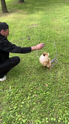Pomeranian plays with a blue toy on a grassy park lawn