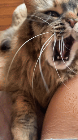 Tabby cat captured in quiet morning moments in Timokhovo