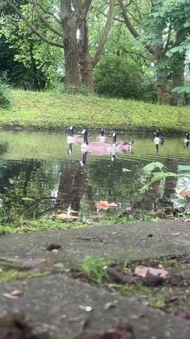 A group of geese swim in a pond surrounded by lush green grass and trees, with a stone-like surface in the foreground.