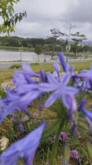 Morning exercises and gardening activities observed at Da Lat lake park