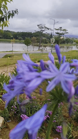 Morning exercises and gardening activities observed at Da Lat lake park