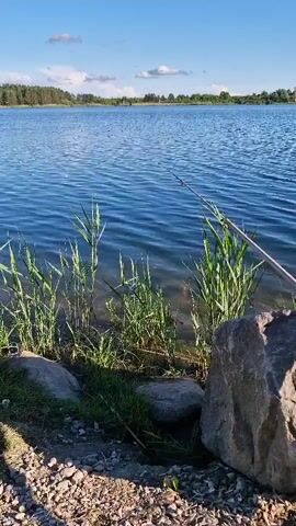 A fishing rod rests on the bank of a calm lake. The water is a deep blue, with small ripples on the surface. Tall green reeds grow along the shoreline, with large grey rocks interspersed among them. The sun is shining, casting a bright light on the scene. In the distance, a line of trees can be seen on the far bank of the lake, under a clear blue sky with a few scattered white clouds. The shoreline is covered in gravel and pebbles.
