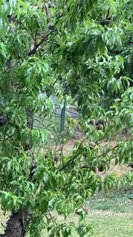 This video shows a close-up view of a tree with green leaves and developing fruit, likely peaches or plums. The fruit are small and green, clustered on branches throughout the tree. The leaves appear wet, suggesting it may have recently rained. In the background, a fence and grass are visible. The video is shot from a slightly elevated angle looking down onto the tree. There are no people or animals visible in the footage. The overall impression is one of nature and the growth cycle of a fruit tree.