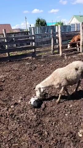 A sheep is licking a newborn lamb on muddy ground. A wooden fence is in the background, and a cow is visible behind the fence. The sky is blue with some clouds.