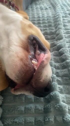 Dog deep asleep on a blue blanket, totally unbothered