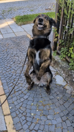 Dog walk through Buttstädt, past gardens in full bloom