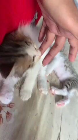 A close-up, top-down shot shows a person's hand petting a calico kitten. The kitten is lying on its back on a patterned blanket, with its front paws extended upwards. The person's thumb is gently touching the kitten's nose, and their index finger is resting on its chin. The kitten's eyes are partially closed, and its mouth is slightly open. A red garment is visible in the upper left corner of the frame. The blanket has a pattern of brown branches and pink flowers. The lighting is soft and natural.