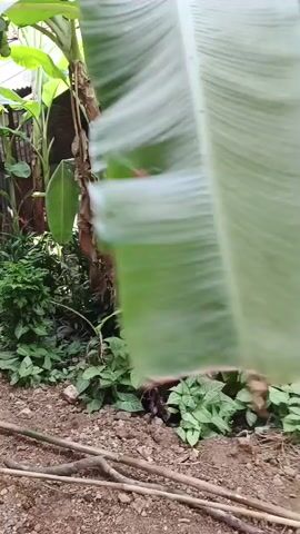 A close-up shot focuses on a large, green banana leaf unfurling. The leaf is positioned prominently in the center of the frame, with its veins clearly visible. Behind the leaf, a banana tree trunk is partially obscured by dried, brown leaves. Lush green foliage surrounds the base of the tree and extends into the background. The ground in the foreground appears to be covered with dirt and small twigs. The overall environment suggests an outdoor, tropical setting.
