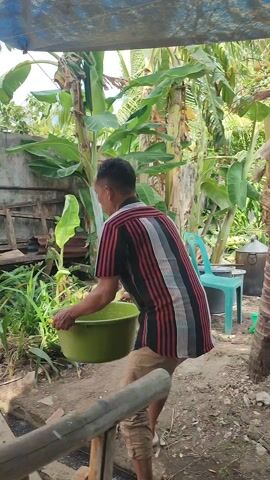 A man is emptying a green bucket into a shallow trench. He is wearing a striped shirt and khaki pants. The trench is lined with wooden planks and runs through a yard with various plants and trees, including banana trees. A concrete wall with a wooden ladder leaning against it is visible in the background. There are also items like a plastic chair and a metal bucket in the yard. The day appears sunny.