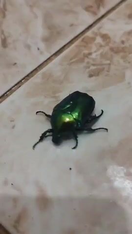 THE VIDEO SHOWS A CLOSE-UP OF A LARGE, GREEN BEETLE LYING ON ITS BACK ON A TILED FLOOR. THE BEETLE APPEARS TO BE DEAD OR INACTIVE. THE TILING IS LIGHT-COLORED WITH SOME DARKER VEINING. THE LIGHT SOURCE IS FROM ABOVE, CREATING SHADOWS AND HIGHLIGHTS ON THE BEETLE'S METALLIC EXOSKELETON.