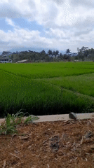Rice paddies and rural roads around Mojosari, East Java