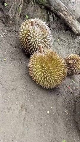 The video shows three spiky durian fruits on the ground next to a tree root. The durians are varying in sizes. The largest is the most green. The ground is muddy and has small bits of leaves and twigs scattered on it. The tree root is covered with moss and small plants.
